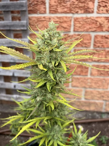 Muliflex — flower, day 96