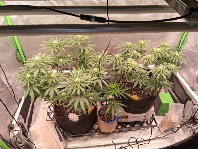 fruity pebbles, cap junky — flower, day 75