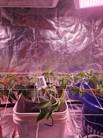 gary poppins — flower, day 42