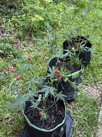 Indoor & Outdoor Grow 6 — flower, day 36