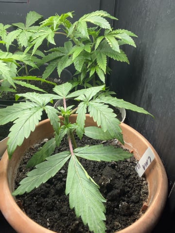 CMA  — vegetative, day 20