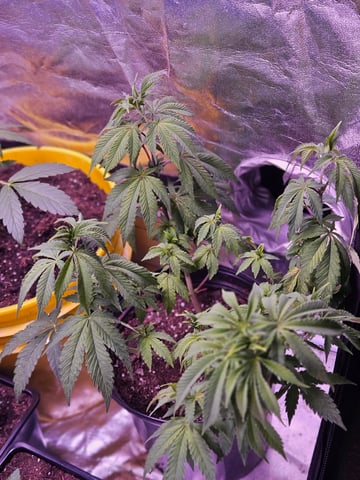 gary poppins — flower, day 55