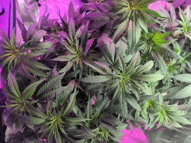 2025-26 — flower, day 50