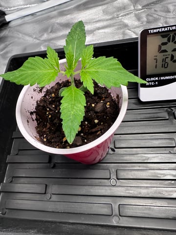 first grow — seedling_rooting, day 14