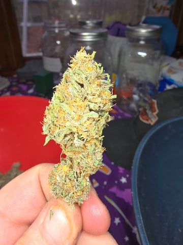 outdoor start/indoor 2025 — harvest, day 254