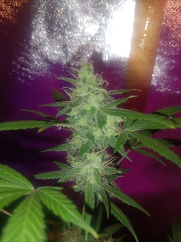 aurora auto — flower, day 97