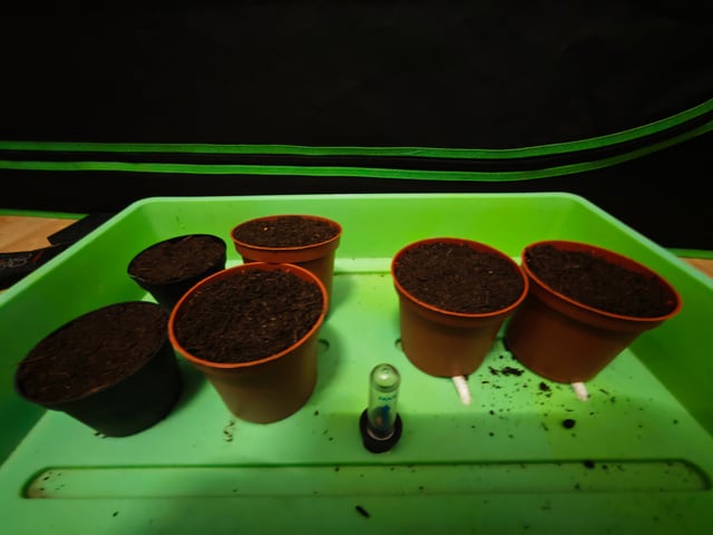 random seed First grow — grow_setup, day 1