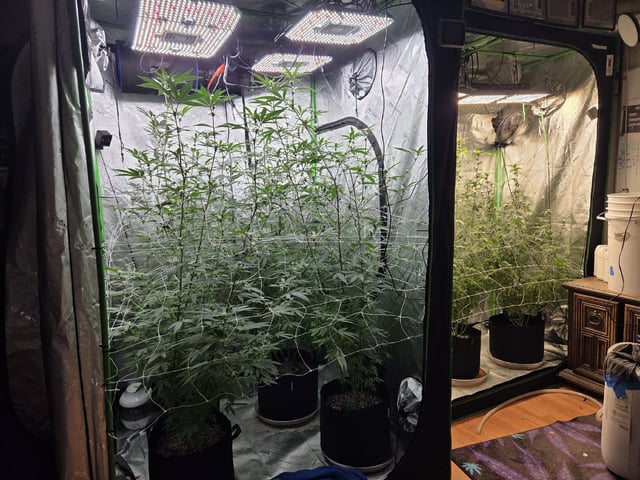 Banana and Gold — flower, day 16