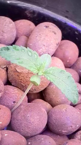 1st Ever Grow (Fat Bastard)(RDWC)  — seedling_rooting, day 12