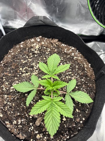 Blackberry Kush — seedling_rooting, day 8
