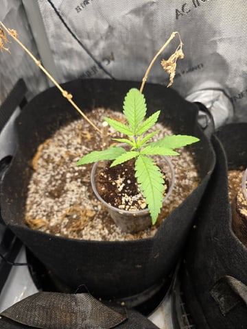 3 More — seedling_rooting, day 11