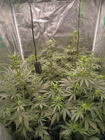 Gurilla Glue #4 × Samsquatch autos — flower, day 40