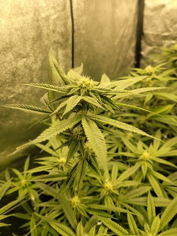 #3 — flower, day 50