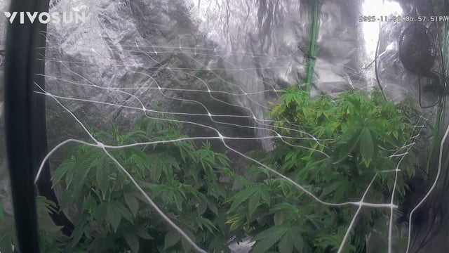 new bee's  — vegetative, day 75