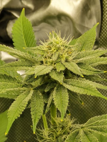 Barney's Farm - Cherry Popper — flower, day 99