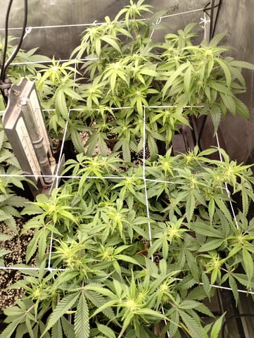 Second Grow — flower, day 7