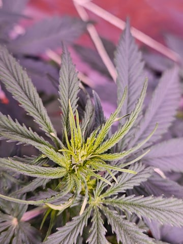 gary poppins — flower, day 50