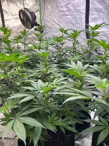 Clones Fat Bastard Clones  — flower, day 84