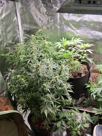 My Girls — flower, day 43