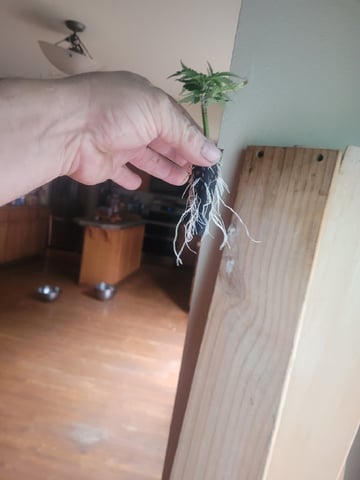 Making Crosses  — vegetative, day 70