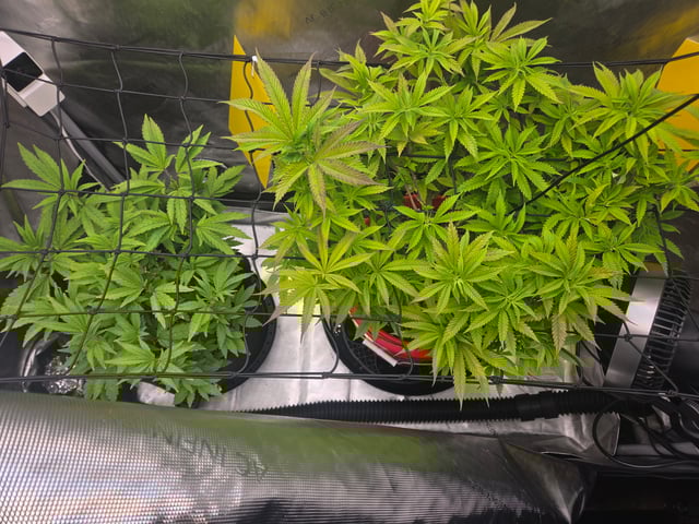 First Grow — vegetative, day 27