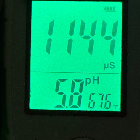 Ztrawberriez (Auto) 2026 - 1 — flower, day 42