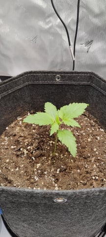 Auto OG Cush — seedling_rooting, day 11