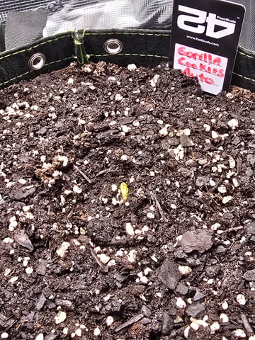 Gorilla Cookies auto  — germination, day 3