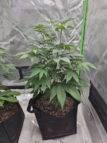 Bruce Banner #4  — vegetative, day 60