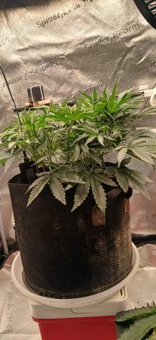 newest ggs setup grow — flower, day 38