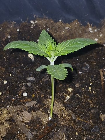 1st Grow — vegetative, day 1