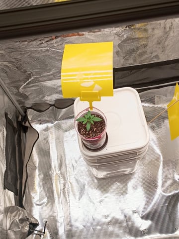 TentPlantLightFan — vegetative, day 15