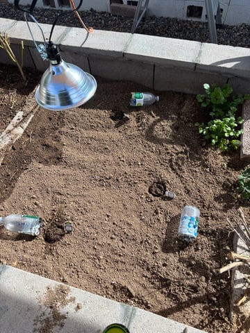 3 seeds  — seedling_rooting, day 5