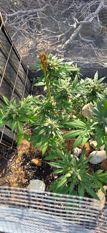 first grow — flower, day 20