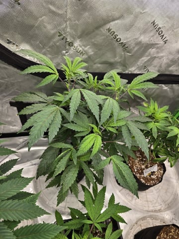 Oceanz 16 — vegetative, day 67