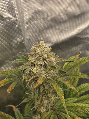 Autoflower NIGHT OWL — flower, day 23