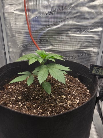 Northern lights #10 2nd plant (Selkies) — vegetative, day 18
