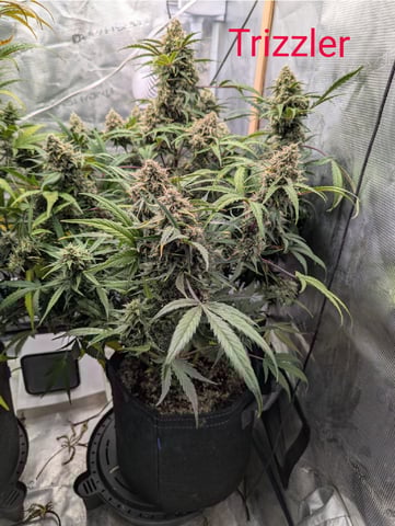 Trizzler  — flower, day 70