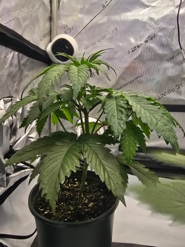 Homegrown - 🍒 🥧 & GSC Auto, 🚀 Seeds 🍌 Buttercups  — flower, day 30