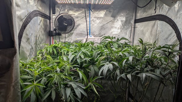 1st Photo Run — vegetative, day 22