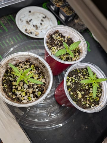 outdoor — seedling_rooting, day 21