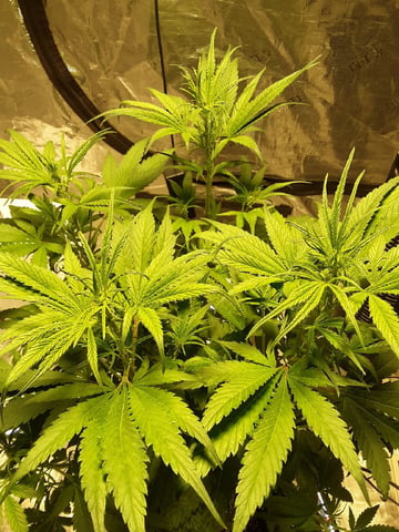 Gorilla Cookies Auto — vegetative, day 47