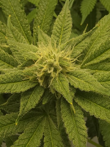 Barney's Farm - Cherry Popper — flower, day 95