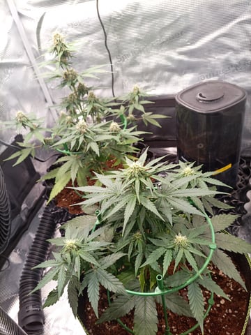 first tent grow — flower, day 43