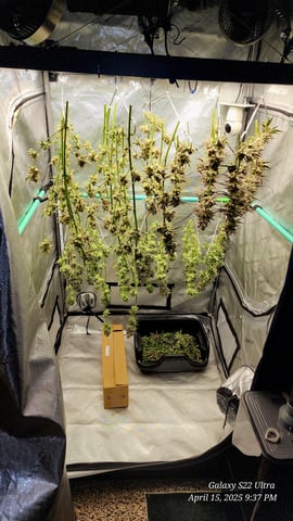 Blasted Genetics  — harvest, day 51