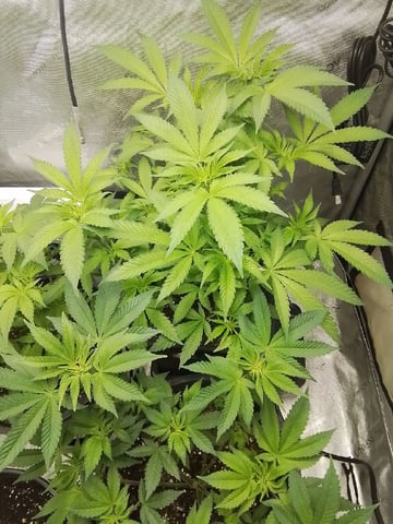 grow 1 — flower, day 64