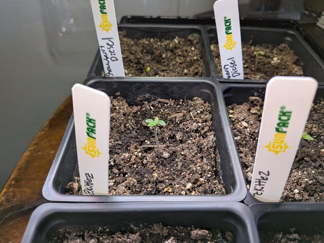 Grow Tent Starts — seedling_rooting, day 12