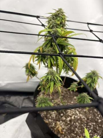 My First Grow — flower, day 88