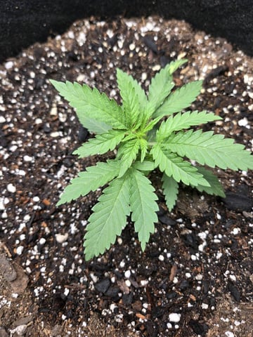 first indoor autoflower — grow_setup, day 1