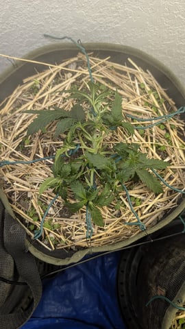 August Grow — vegetative, day 27